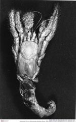 Historisches Foto von Goniodromites bidentatus (Reuss, 1859) (NHMW-AFW-GEO-BACHMAYER-FOTO-1990-0041-0371)